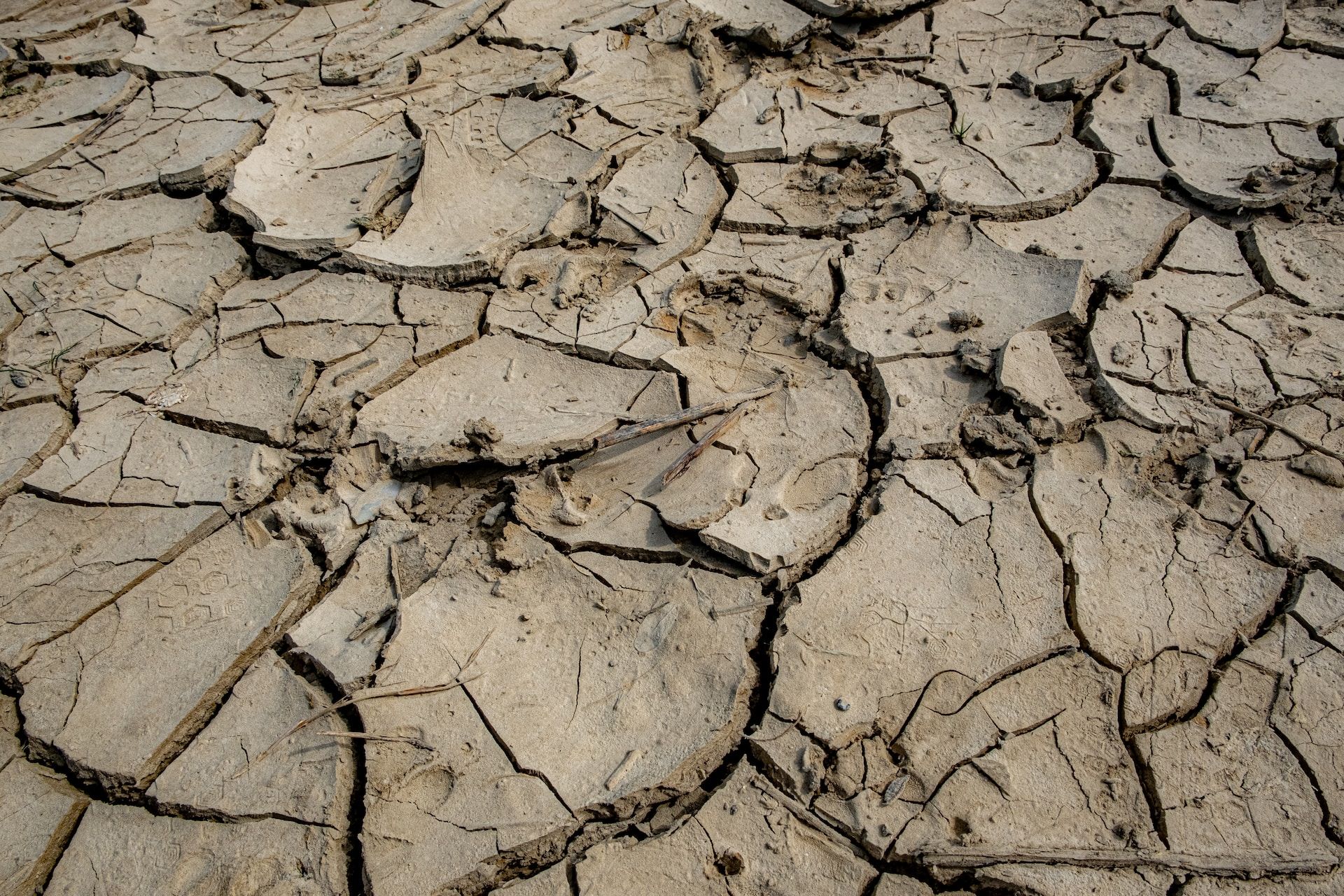 The Impact of Drought and Large Trees on our homes