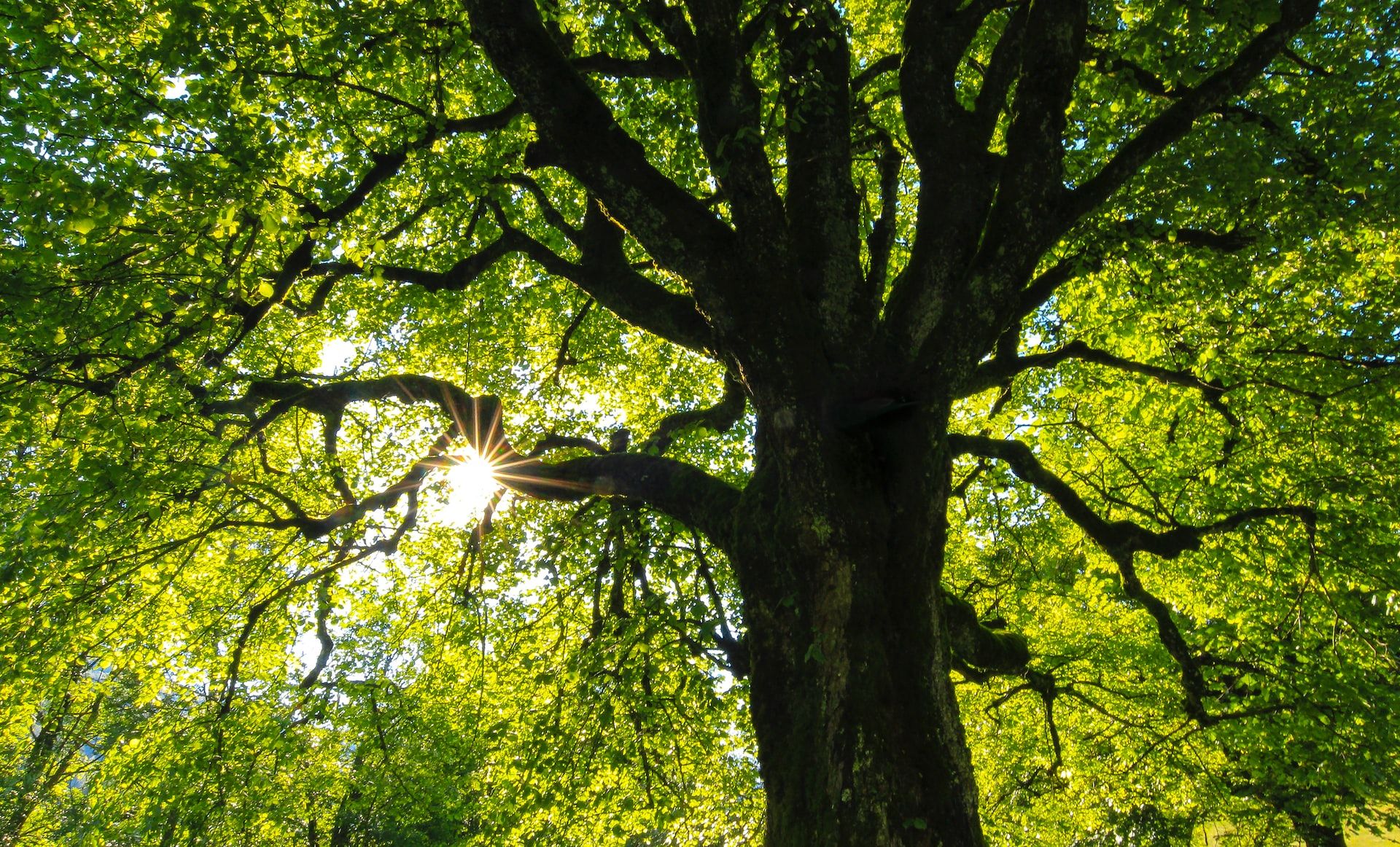 Why is tree maintenance important?