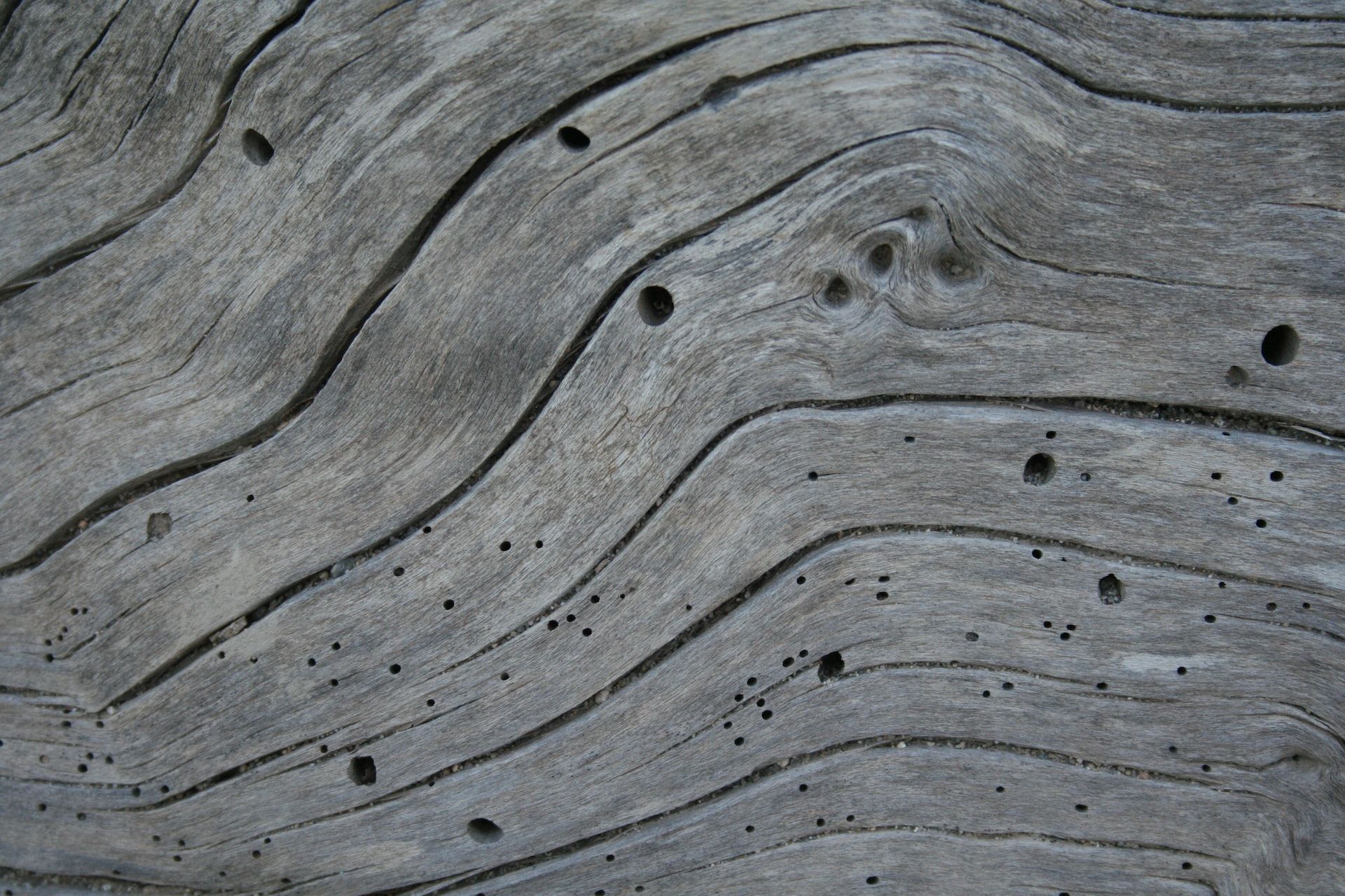How to identify and treat woodworm in your home